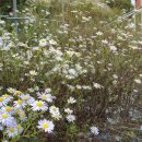 모루도서관 나눔방 이미지