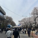 모빌라 | 여의도 벚꽃 축제 2026 | 만개 타이밍에 딱 맞춰 다녀왔습니다 🌸