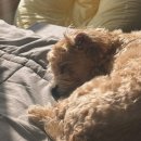 클로버덴탈 | “입짧은 말티푸에서 완밥 갱얼쥐로!”_트럼펫 소프트클로버&amp;하림 더리얼 오븐베이크드