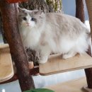 신비돌스 랙돌 캐터리 이미지