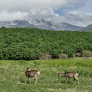 이오사슴 이미지