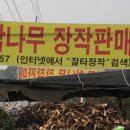 자라섬 캠핑장 이미지