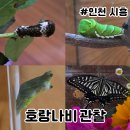 호랑나비 애벌레 번데기 나비 관찰하기