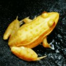 황금개구리 이미지