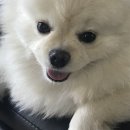 키티앤퍼피 | 괌 다녀왓어요 //