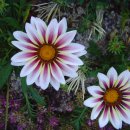 가자니아 이미지