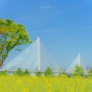 한강시민공원(한강둔치꽃단지) 이미지