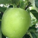 새천년농원 이미지