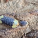 아성농장 이미지