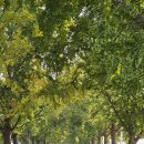 은행나무길카센터 | 아산 곡교천 은행나무길 방문 후기 아직 노랗게 물들지 않은 은행잎 실시간 상황