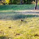 율하체육공원 생태연못 이미지