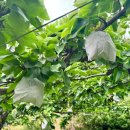 화전농장 | [남양주를 걷다] 아이들의 웃음이 열매 맺는 곳 &#39;안나농원&#39;