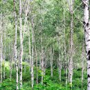 서후리숲: 자연 속 힐링 여행 이미지