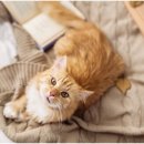 스키타는고양이 이미지