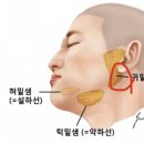 자고 일어났는데 귀밑 멍울 생겼어 이거 심각한 거야 ? ㅠㅠ 이미지