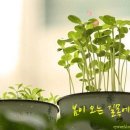 봄을 노래한 가곡 모음... 강이 풀리면 / 김진수 외 14곡 이미지