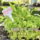 [대구 동구]불로화훼단지 싱싱한 채소, 야채 모종 판매 전문 “풍경원” 후기 - 텃밭 가꾸기 꿀팁
