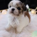 호야펫 구리점 이미지