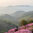 개화2리마을회관 | 강화 고려산 진달래 개화상황 | 26년 4월 14일 기준