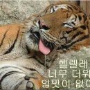 쿠마 이미지