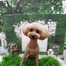 펫하우스(애견샵) 이미지