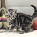 아메숏 캐터리 | 【아메리칸숏헤어분양】 전문 케어로 키운 외모, 건강 우수한 아메숏 만나보세요!