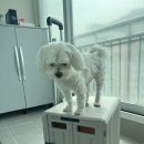 (주)홈시스 | 로티홈시스 접이식 카트 추천 코스트코 장바구니 피크닉 테이블