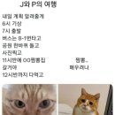 청풍호 감 이미지