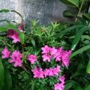 영등초등학교 이미지