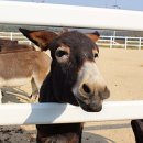 숲속 동키마을 캠핑장 이미지