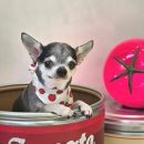 알로하펫 이미지