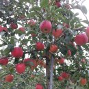 옛터농장 이미지