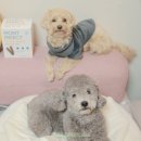 양덴탈 | 강아지 덴탈껌 간식 추천 치석제거 껌 급여 후기