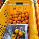 대광청과 이미지