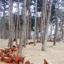산속에토종닭 이미지