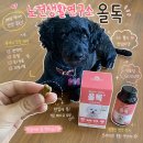 우리생활연구소 | 노견생활연구소 올독, 강아지종합영양제로 우리 강아지 건강 루틴 시작