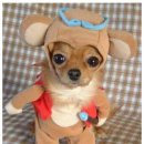 귀여운강아지 이미지