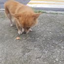 복실이식당 이미지