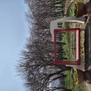 웅동마을 | 진해군항제 웅동수원지 벚꽃단지 후기｜개화율 20% 실화?