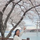 남해스포츠파크주경기장 | 남해현지인이 추천하는 숨겨진 남해벚꽃명소 제가 알려드림 BEST3