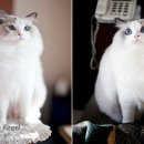 다나아 동물병원 이미지
