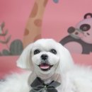 해맑은 애견미용 이미지