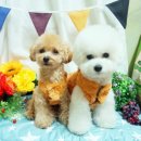 이쁘개 귀엽개 | [리지맘언니의 애정과 공구] 미리미리 준비하는 크리스마스~★☆