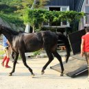 함양승마클럽 이미지