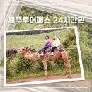 야무진태권도 | 제주투어패스 24시간 더케이쇼 낙타트래킹 카페 아기랑 여행코스 추천