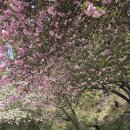 늘푸른 | 창원 늘푸른전당 겹벚꽃 후기｜위치, 주차, 포토존까지 한 번에 정리