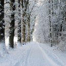 자작&white 이미지