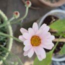 길손과 풀꽃 이미지