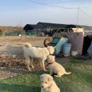 장군멍군식당 이미지