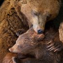 엄마와 아기곰 이미지